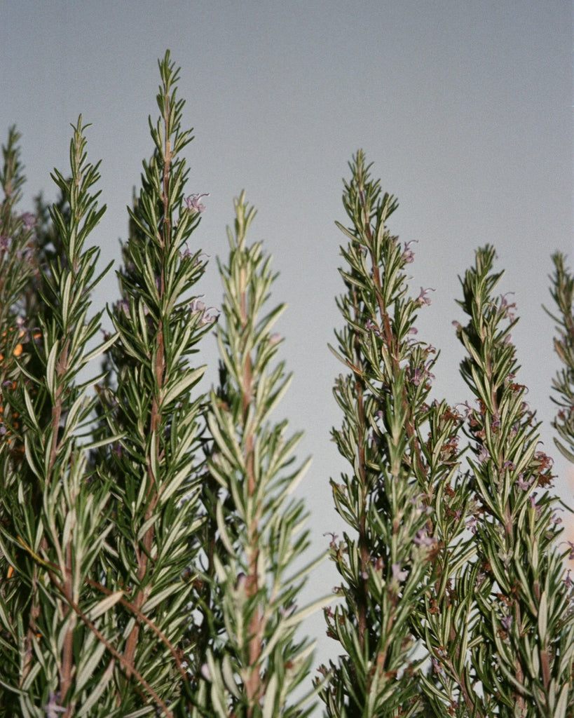 L:A BRUKET 063 Sea salt scrub Sage / Rosemary / Lavender
