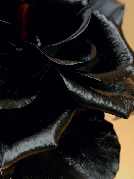 MAISON Crivelli Oud Stallion