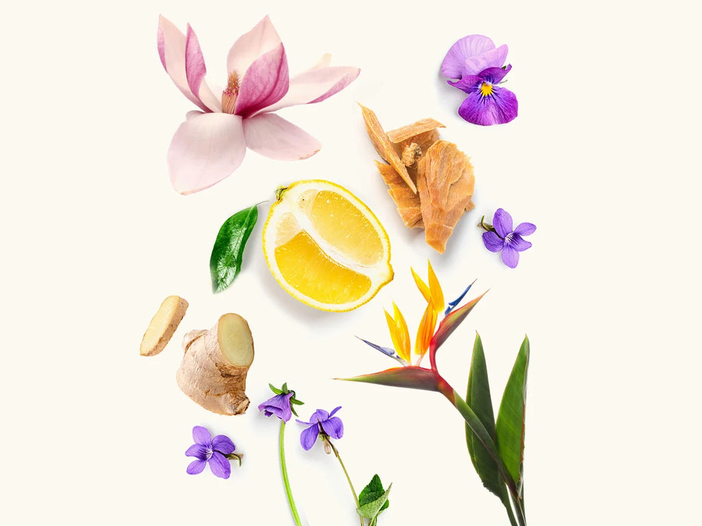 WIDIAN Rose Arabia Ginger