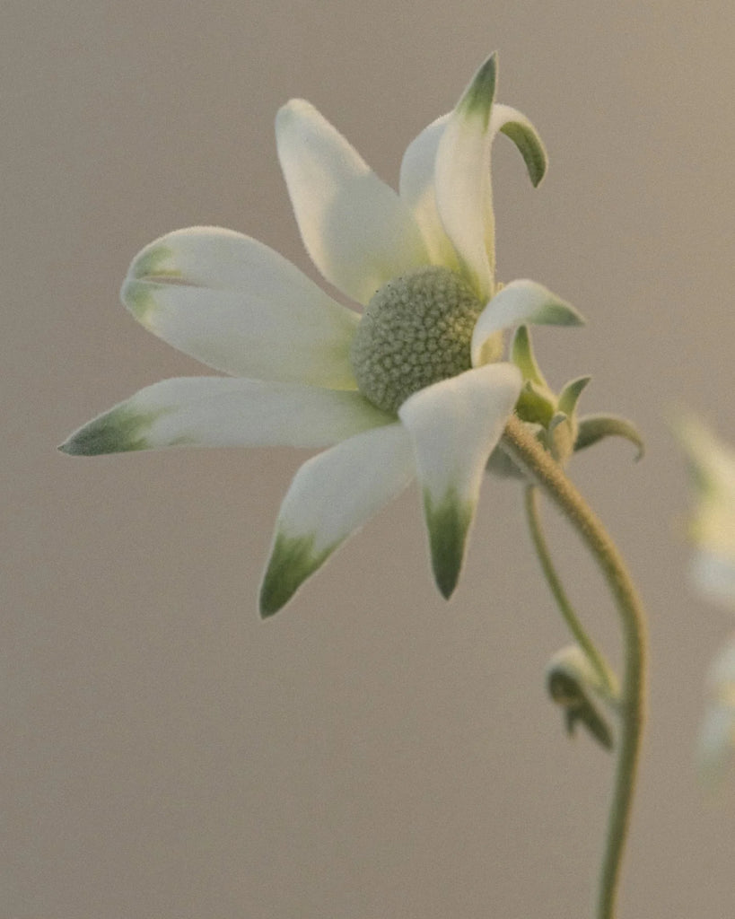 LEIF Hand Balm Flannel Flower