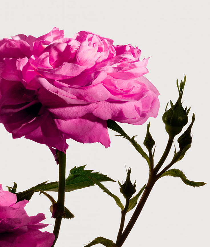 MATIERE PREMIERE Candle Rose de Mai Grasse