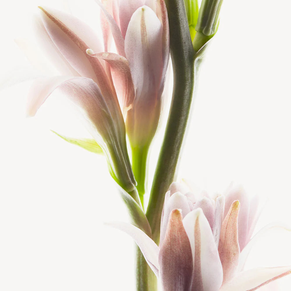 HERMETICA PARIS Tuberoli