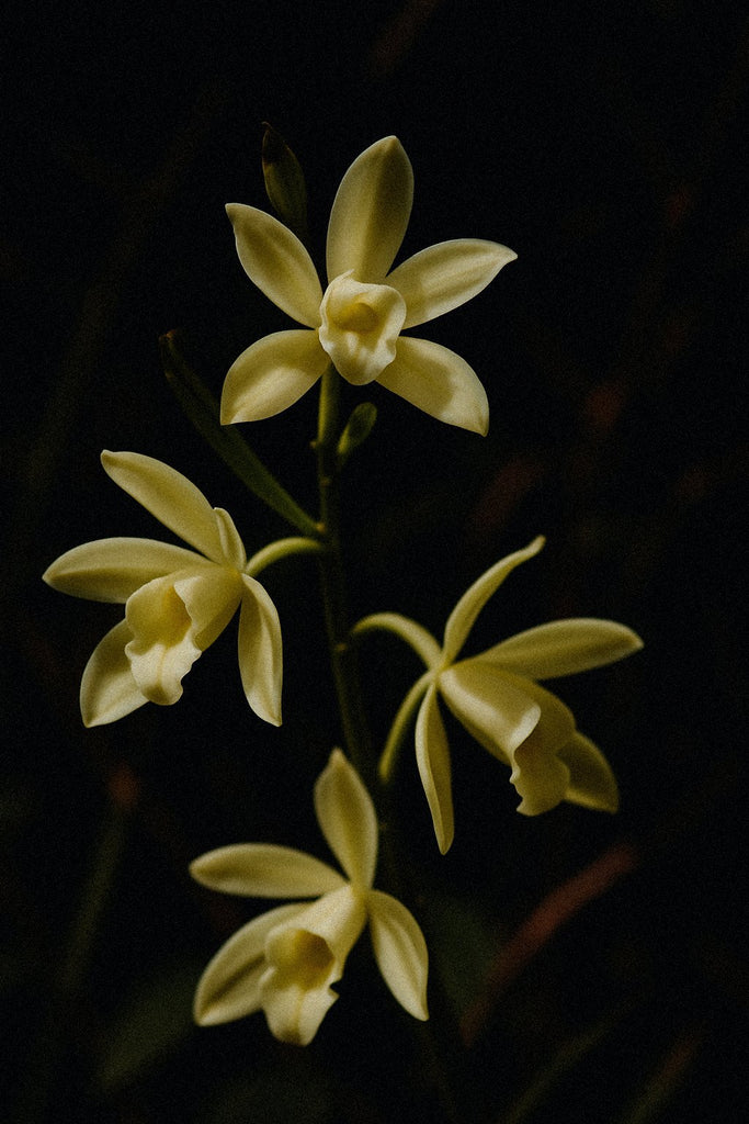 MILLER HARRIS Legato EDP