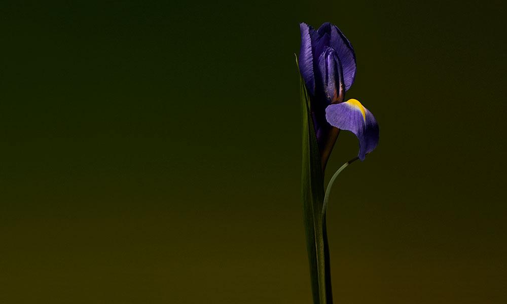 OLFACTIVE STUDIO Iris Shot