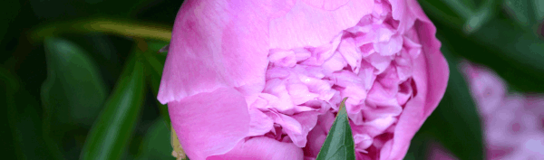 HERMETICA PARIS Peonypop